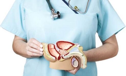 Modeli i sistemit gjenitourinar mashkullor dhe trajtimi i prostatitit